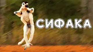 Сифака. Лемур акробат Мадагаскара
