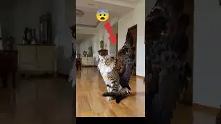 A cat with wings ✋😨😰😨😰 #animals #cat #short