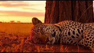 Deep Sleep Music | Peaceful Leopard Sleeping at Dusk | 10 Minutes of Calm