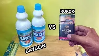 Eksperimen ROKOK VS BAYCLIN Mana Yang Paling Kuat -Percobaan Sederhana