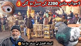 Lahore Lari Adda kabootar Mandi لاری اڈا کبوتر منڈی || Pigeons Gallery ||