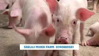 Engeri entuufu ey'okufuna mu bulunzi bw'embizzi enzungu #YigaOkukola