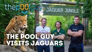 The Pool Guy Cleans Our Jaguar Pool! | Paradise Wildlife Park