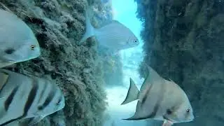 Dive Under Cato's Bridge - Jupiter, FL.  May 2022