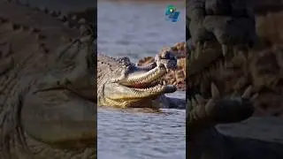 5 Animals with Weirdest Nose (Part 4) #shorts #animals @facts @AnimalFactssnebali #animalshorts
