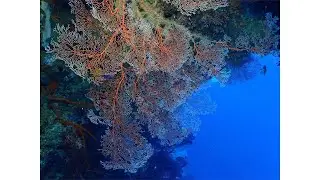 Solomon Islands Diving, Gizo - The Gap and One Tree