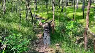 Nerang State Forest MTB Trails Photos Goanna Baileys Exit & 911 VLOG 31