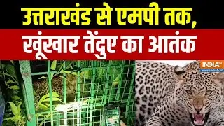 Leopard Attack: उत्तराखंड से एमपी तक, खूंखार तेंदुए का आतंक | Uttarakhand | Madhya  Pradesh
