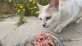 Cat Food Israel