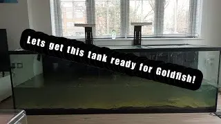 How did I clean the 1600L marine tank? | Preparing the Fancy goldfish aquarium