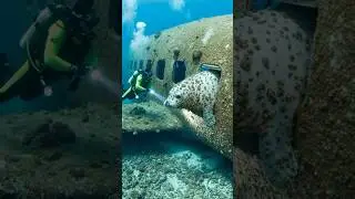 Navy Rescues Trapped White Seal Family | Heartwarming Ocean Mission 🌊
