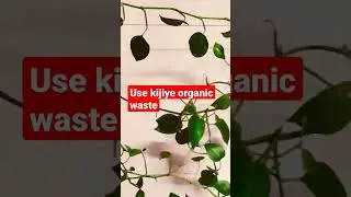 Money plant fast growth guide #green #growingtips #balconygarden #money #moneyplantcare #tips #care