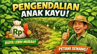 Pengendalian Anak Kayu Murah & Efektif | Biaya Hemat, Petani Senang!