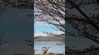 Sakura season in Japan #shorts #cherryblossom #japantravel