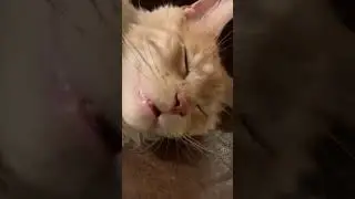 Why do cats sleep on their backs?