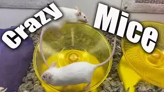 MICE RUNNING IN A WHEEL