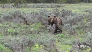 The Queen's Legacy - Grizzly 399
