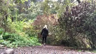 Fall Llandover woods