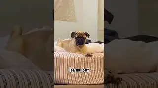 #PugLife 🐾#CutePug 😍#FunnyPug 😂#PugLove 💕#PugShorts 🎥#DogShorts 🐶#PugVibes ✨#DogLovers ❤️