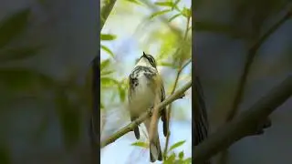 Миртовый лесной певун