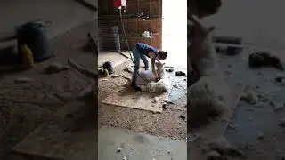 Sheep shearing