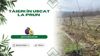 Tăieri &icirc;n uscat la Prun (Am dat startul tăierilor &icirc;n uscat) 🫐🫐🫐