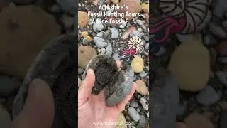 Fossil Hunting Group Uncovers Big Fossil! #fossilhunting #fossils #shorts