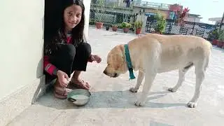 “Masoom Dosti ❤️ | Chhoti Bacchi aur Uska Labrador”