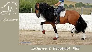 Spectacular Andalusian horse for sale with LONG MANE - PRE  🔝 💎