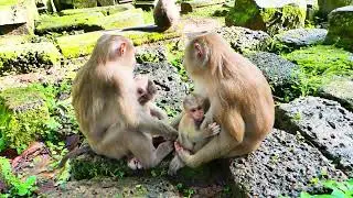 Monkey Rainbow really wants to help massage Mom Rose while Mom Rose is pregnant and tired...🙈🐵😍