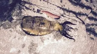 Land based Squid fishing, Redcliffe.