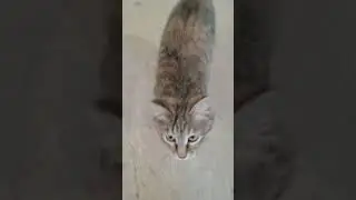 Кошка Хозяйка. Предлагайте варианты имени😁 #делайдобро #шортс #кошки