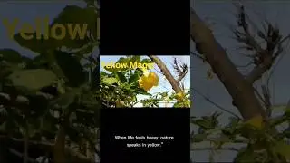 &ldquo;This Yellow Flower Feels Like Sunshine&rdquo;.#Nature#YellowFlower#NatureLovers#PlantLife#FlowerReels