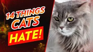 14 Things Cats Hate &ndash; Avoid These Feline Faux Pas!