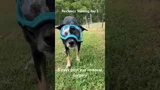 Training my now one eyed dog to use his new Rex specs.