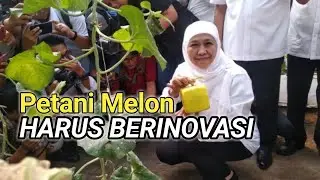 Jatim CETTAR - Gubernur Jawa Timur Ajak Petani Melon Berinovasi