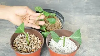 扦插绣球花，用两种土，你一定不知道哪种生根快