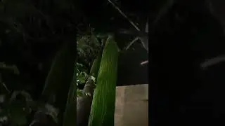 kithul tree 🌴/கித்துல் மரம்