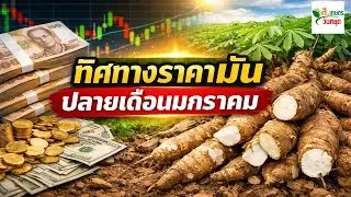 ทิศทางราคามันปลายเดือนมกราคม 2569