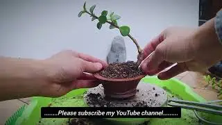 Shaping a jade plant in the shape of a golden branch and jade leaf is actually not difficult.