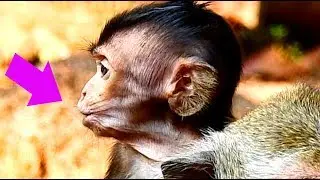 Lori  Baby Monkey Calling Mommy, Little Baby Lori Cry Loudly Cos Missing Mom