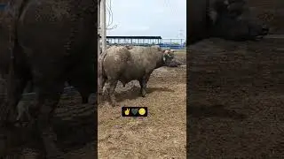 Bani bull ❤️ kuvarka dairy farm ranasan ❤️#ytshort #video #viral