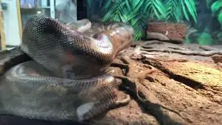 Motley BOA sale price $200.00 CAN at local pet store.