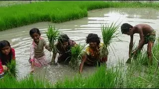 Primitive Skills: How to grow rice? Small Kids Shows Step by Step Growing Rice Paddy Farming