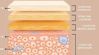 basic Dermatologist course .LMAF/DNS paramedical online course,পল্লী চিকিৎসা
