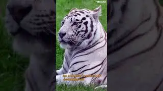 The Striped Spectacle