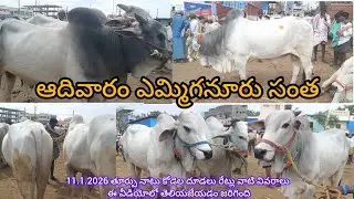 #cowSunday bulls market ##ఎమ్మిగనూరు తూర్పు నాటు కోడెల రేట్లు వాటి వివరాలు## 