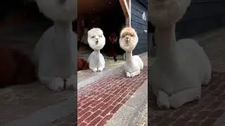 cute animals video #shorts #petstv