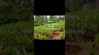 Bina chemical fertilizers use turmeric farm#shorts#ytshorts #shortvideo #farming