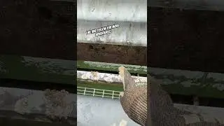 Wpadka!
